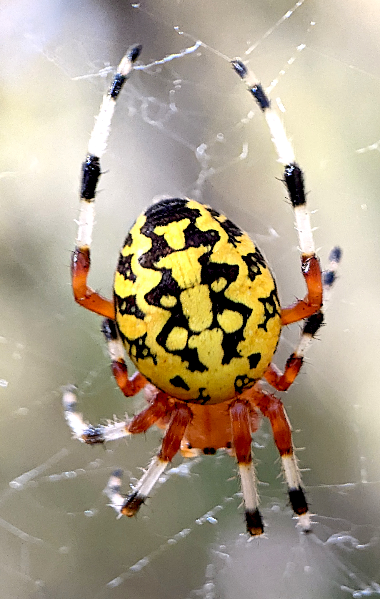 Dark spider with white line down the back - Eriophora ravilla 