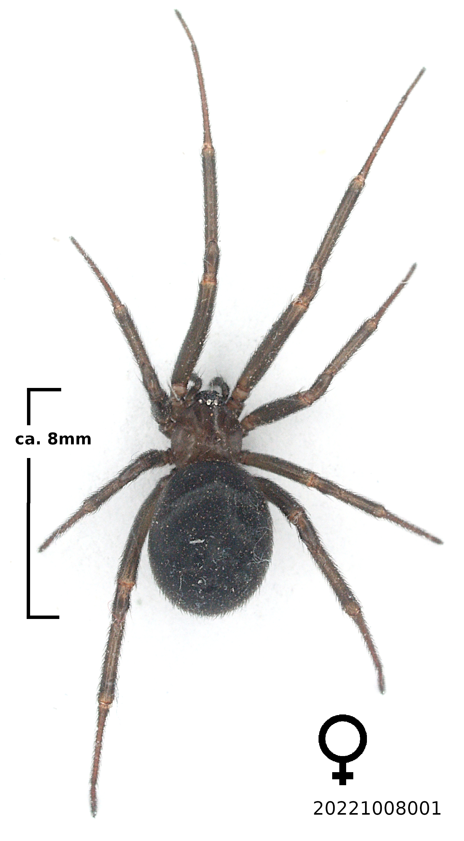 How to identify Brown Widow Spiders