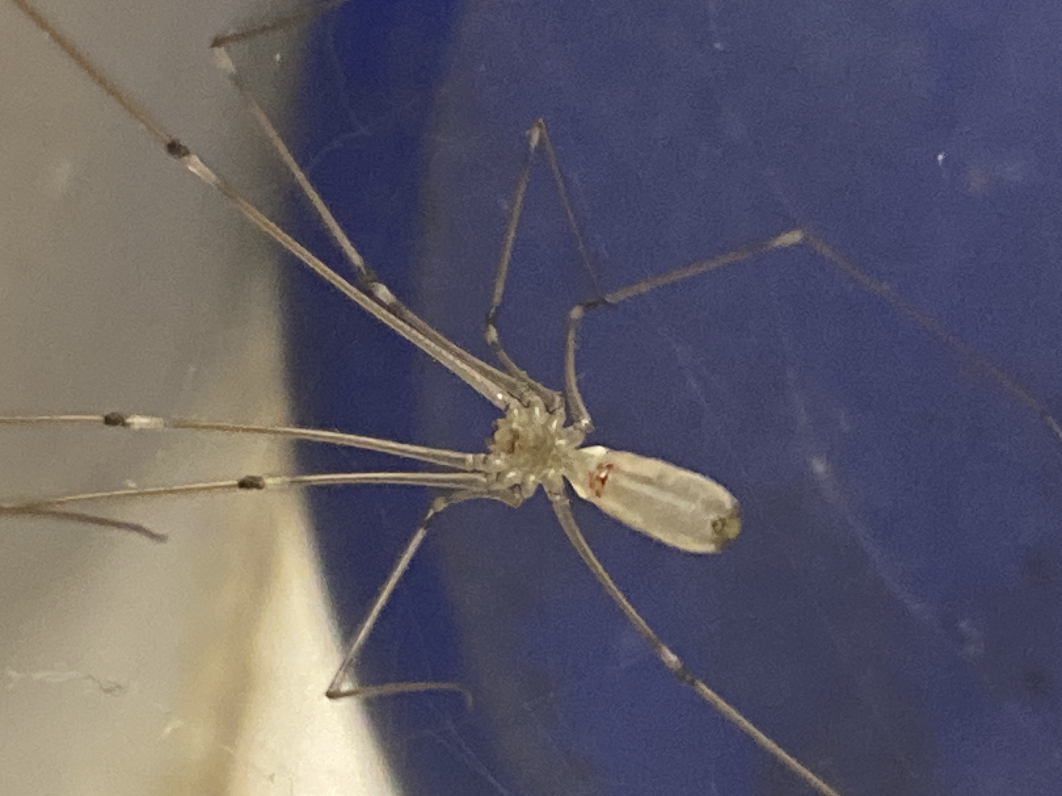 Daddy-long-legs spider (Pholcus phalangioides) - Professional Pest