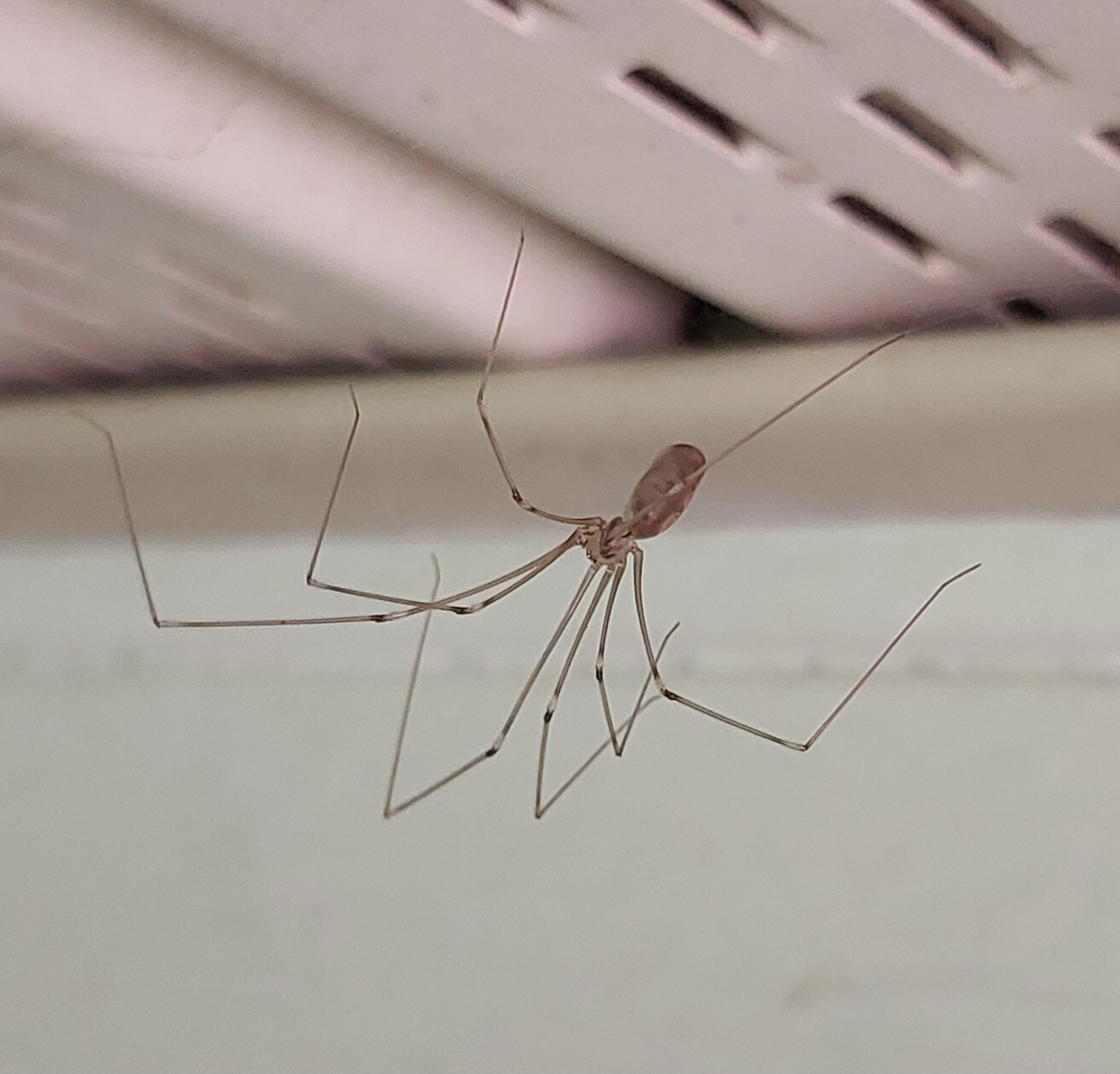 Bug Pictures: Daddy Long Legs (Pholcus phalangioides) by kennedyh