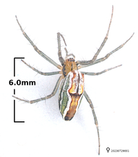 Common Spiders In North Carolina + Identification Guide!