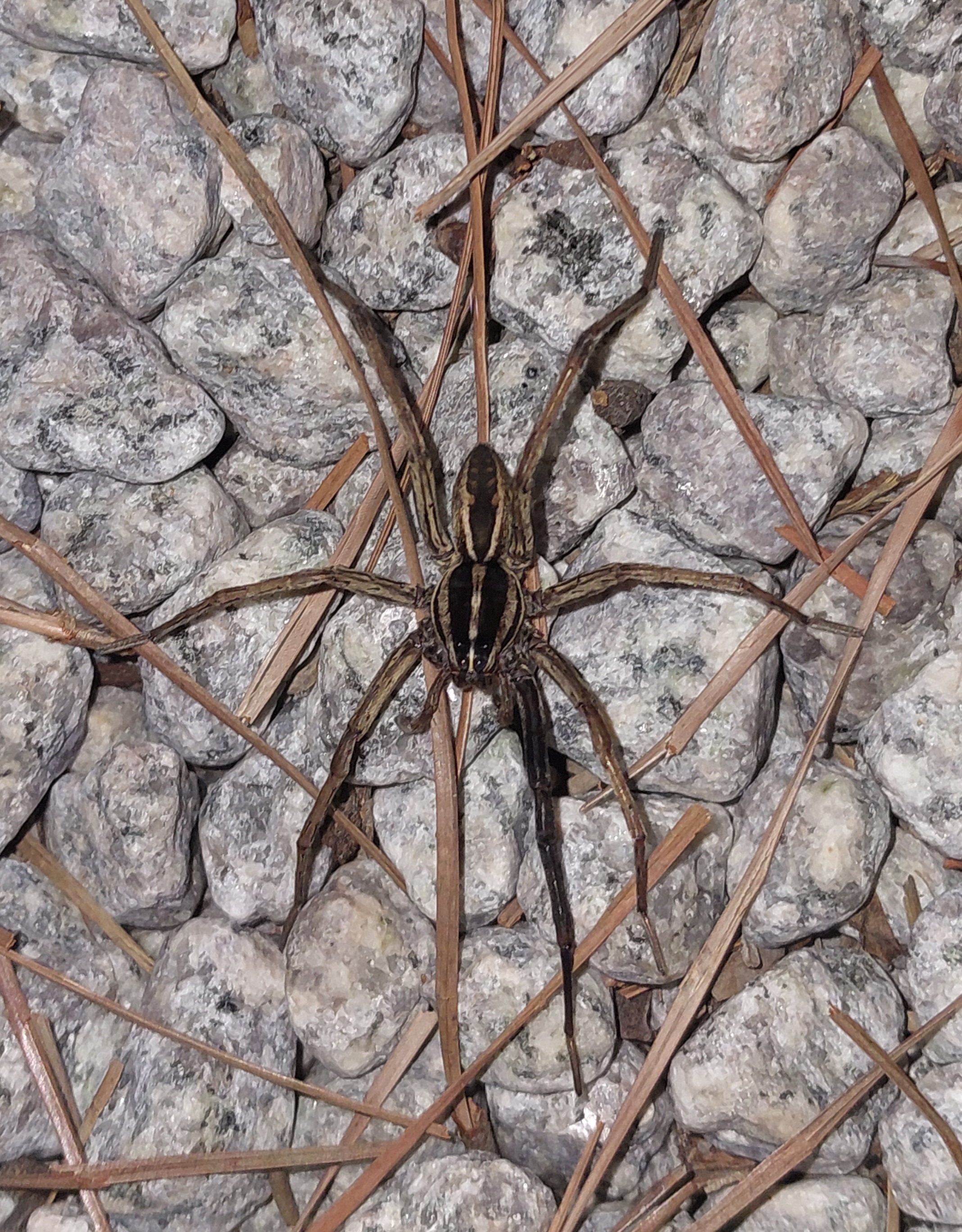 Rabid Wolf Spider (Rabidosa rabida) · iNaturalist