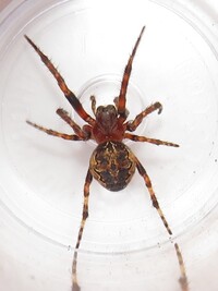 Larinioides patagiatus