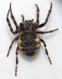 Larinioides patagiatus