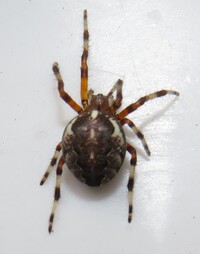 Larinioides patagiatus