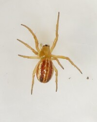 Araneus pratensis