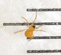 Ceratinopsis tybeensis