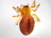 Goneatara platyrhinus