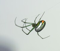 Leucauge argyrobapta