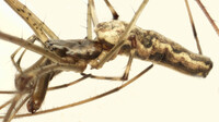 Tetragnatha guatemalensis