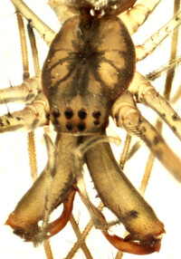 Tetragnatha guatemalensis