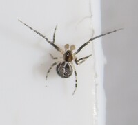 Theridion glaucescens