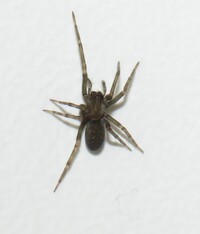 Metaltella simoni