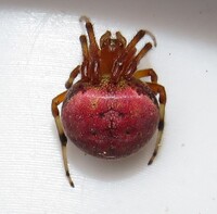 Araneus thaddeus
