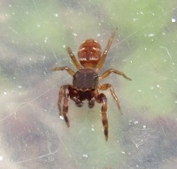 Ghelna sexmaculata