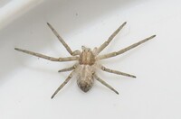 Philodromus keyserlingi