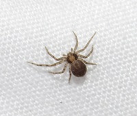 Philodromus undarum