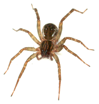 Pirata sedentarius