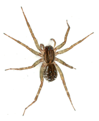 Pirata sedentarius