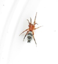 Sergiolus minutus