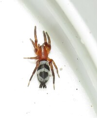 Sergiolus minutus