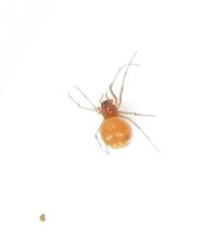 Glenognatha foxi
