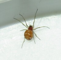 Glenognatha foxi