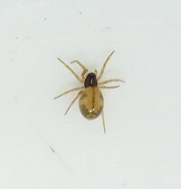 Linyphiidae unidentified species