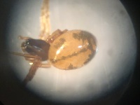 Linyphiidae unidentified species
