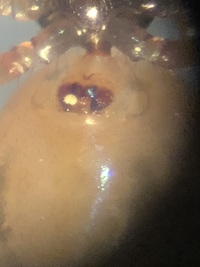 Linyphiidae unidentified species