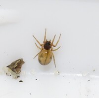 Linyphiidae unidentified species