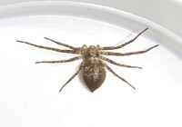Philodromus undarum