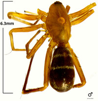 Castianeira trilineata