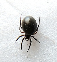 Dipoena nigra