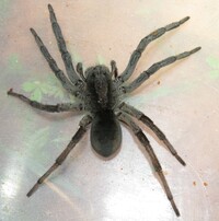 Geolycosa turricola