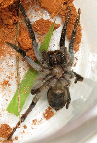 Geolycosa turricola