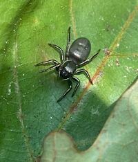 Tutelina formicaria
