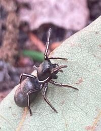Tutelina formicaria