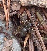 Tutelina formicaria
