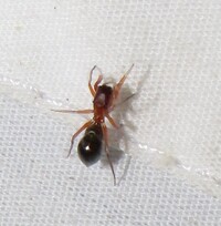 Peckhamia americana