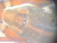 Peckhamia americana
