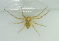 Philodromus cespitum