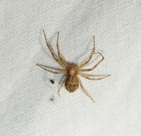 Philodromus cespitum
