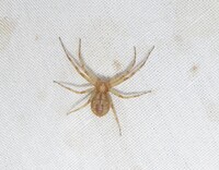 Philodromus cespitum