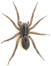 Tigrosa annexa