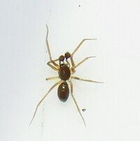 Agyneta serrata
