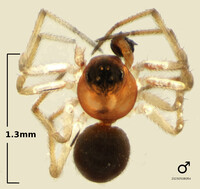 Ceratinopsis laticeps