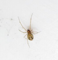 Grammonota inusiata