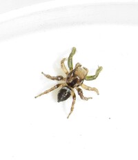 Habronattus notialis