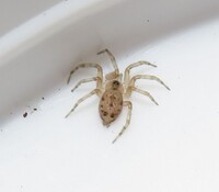 Oecobius navus
